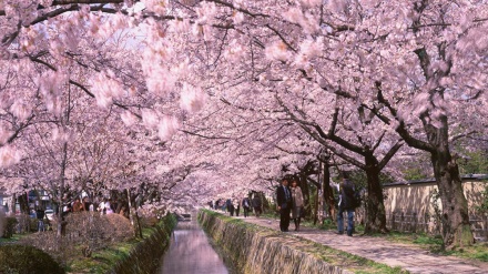 今年の京都の桜満開日、過去1200年で最も早く　大学研究グループが公表