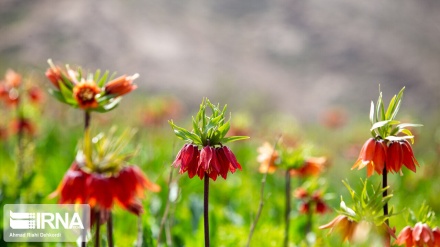 Iran: les tulipes renversées enjolivent les montagnes de Koohrang