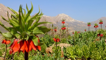 Morpiseh(莫尔皮斯)平原 ；被翻倒的郁金香之美