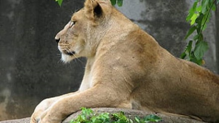 زمري د چا دوستان نشي کیدلی 