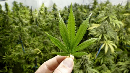 日本の大麻検挙数が4年連続増加　過去最多の5000件超に　