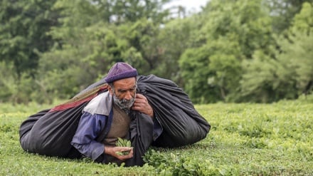 Şimoli boğonku çay havzə livə çıniye bə oxo rəse