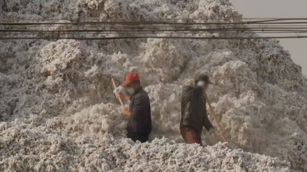 Çin'in Sincan pamuk endüstrisinde 