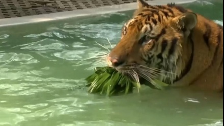 タイの動物園で、酷暑の中トラが水遊びや肉入り氷で納涼