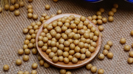 中国从美国进口的大豆却增长了逾三倍