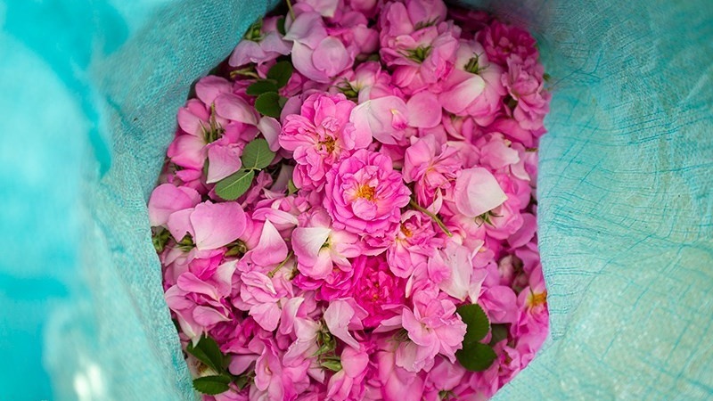 伊朗法尔斯省玫瑰水制作