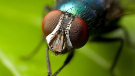 家蝇最多可以携带新冠病毒24小时