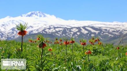 Iran: les tulipes inversées habillent les montagnes d’Ourmia