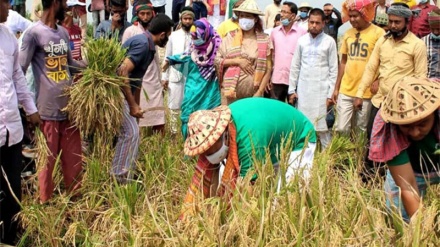 ২০ লাখ মেট্রিক টন ধান-চাল কিনবে সরকার: ধান কেটে দিচ্ছে সরকারি দল