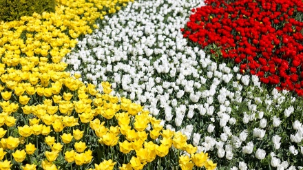 Festival Bunga Tulip di Kota Arak