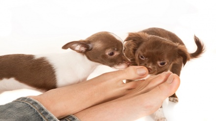 سپي ولې د انسان د پښو ترمنځ سونګېږي؟