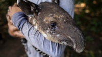 ニカラグアの動物園で、バクの赤ちゃん