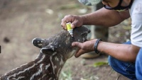 ニカラグアの動物園で、バクの赤ちゃん