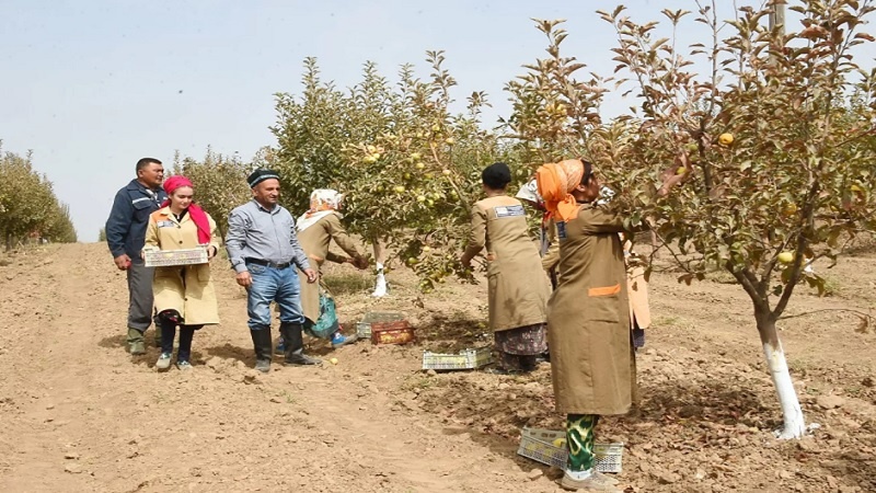کشاورزان تاجیک امسال از پرداخت مالیات زمین معاف شدند