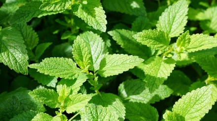 پودینه د بدن لپاره ډيره ګټه لري 