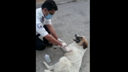 街道沿いの救急施設に、負傷した犬が助けを求める