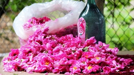 玫瑰水和玫瑰精油原产地：梅满德
