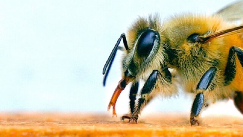 تست کرونا با استفاده از زنبور توسط محققان هلندی