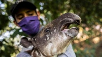 ニカラグアの動物園で、バクの赤ちゃん