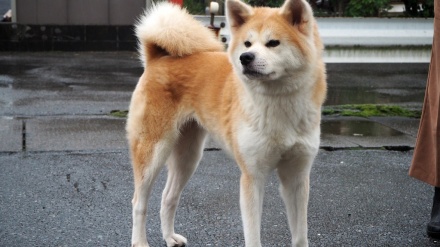 米アラバマ州でけんかから２人殺害　容疑者は警官銃撃し射殺される　