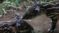 ニカラグアの動物園で、バクの赤ちゃん