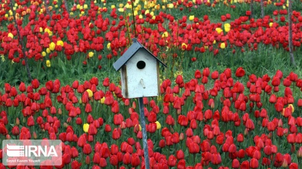 Plantation de tulipes à Tabriz (nord-ouest d'Iran)