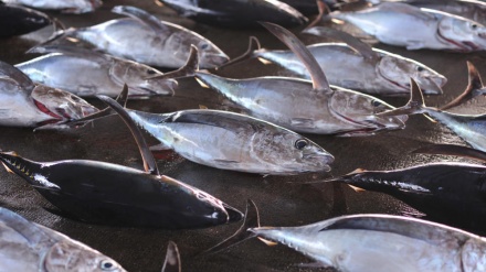 日本の水産物の生産量が2年連続で過去最低を記録　サンマなどの不漁で