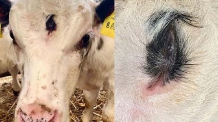 بریتانیا کښې درې سترګې لرونکی خوسی زیږیدلی 