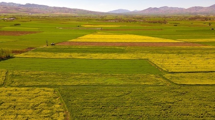 Ladang Colza di Lorestan (2)