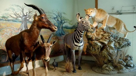 Iran da vedere: museo naturalistico e di fauna selvatica + FOTO