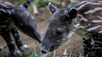 ニカラグアの動物園で、バクの赤ちゃん