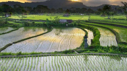 礼萨呼罗珊省稻田