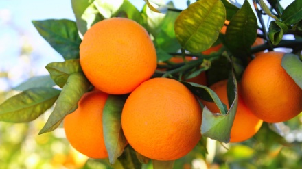 伊朗是世界第七大橙生产国