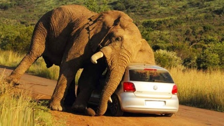 حمله ترسناک فیل عصبانی به یک خودرو 
