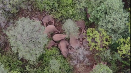 中国で北上中のゾウの群れ 泥浴びを楽しむ