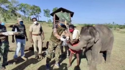 インドでゾウに対するコロナ検査が実施