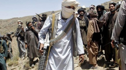 کشته شدن ۵۰ عضو گروه طالبان در ولایت پکتیا 