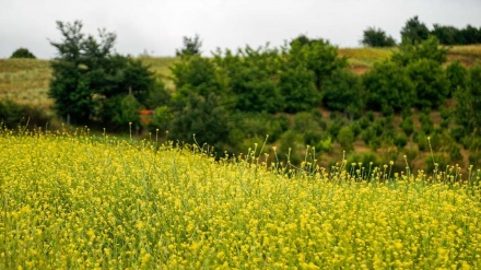 طبیعت زیبای داماش- گیلان