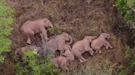 群れを離れた雄のゾウ、悠々自適に暮らす 中国・雲南省