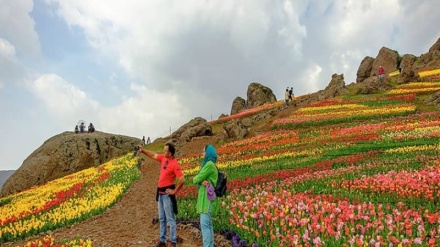 アルボルズ山脈斜面とディズィン国際スキー場が、鮮やかな花々で彩られる