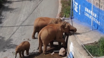 中国のゾウの群れ、 雲南省昆明市晋寧区に入る