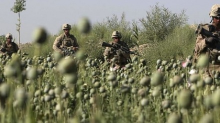 سیاست های نادرست حکومت و خارجی ها سبب ناکامی مبارزه با مواد مخدر در افغانستان شد