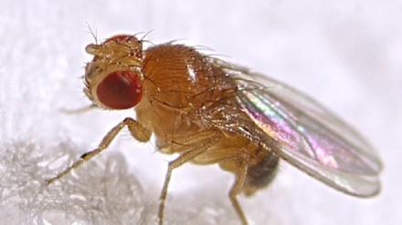 La popolarità è anche una questione di genetica 
