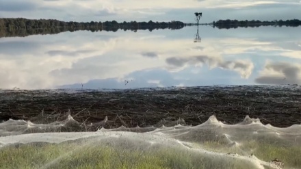 豪南東部で街がクモの巣に覆われる