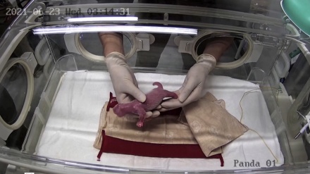 上野動物園のパンダ・シンシンが、双子を出産