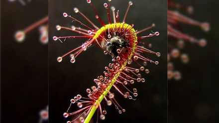 Равиши ҷолиби гиёҳони гӯштхор барои шикори туъма