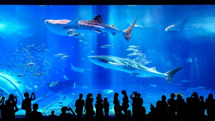 沖縄の水族館で、国内最長飼育のジンベエザメが死ぬ