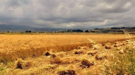 TSK saldırıları sonucunda Halep’in tarım arazilerinde yangın