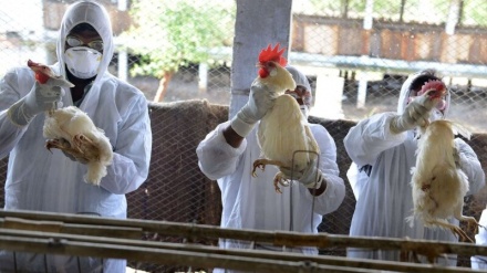 中国出现首例感染禽流感病毒病人