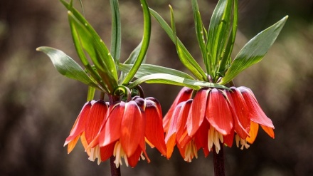 Қайрилма лолалар саҳроси